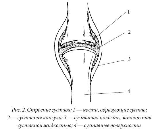 Суставы делятся на: