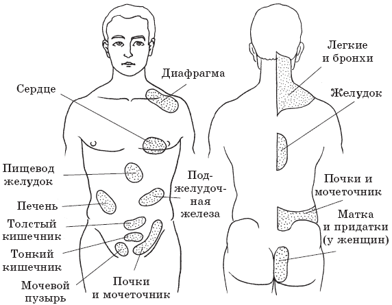 Рис. 7. Зоны Захарьина-Геда, и их связь с внутренними органами. (с. 131)
